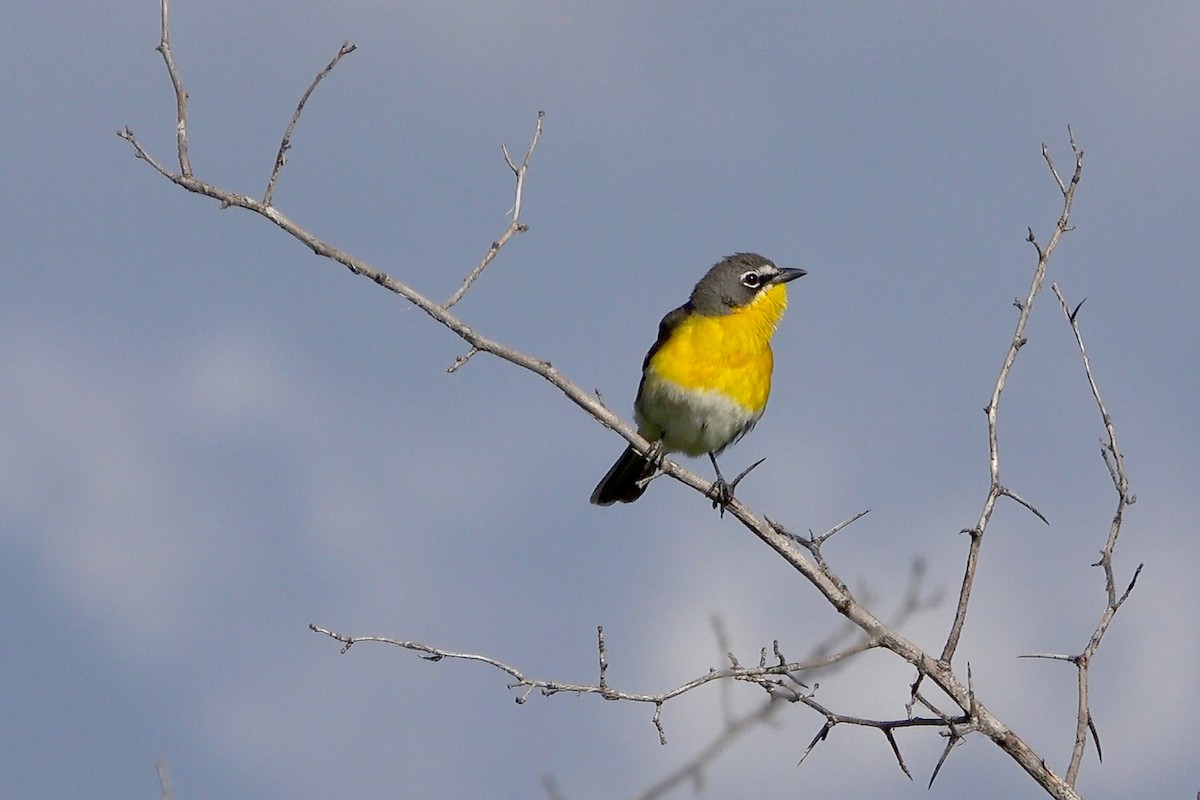 Yellow-breasted Chat - Stephen Peterson
