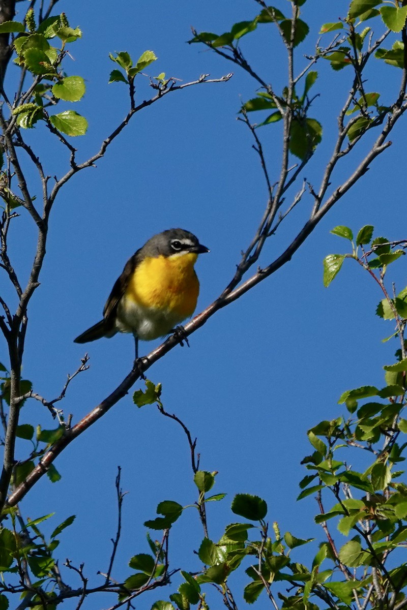 Yellow-breasted Chat - ML620825257
