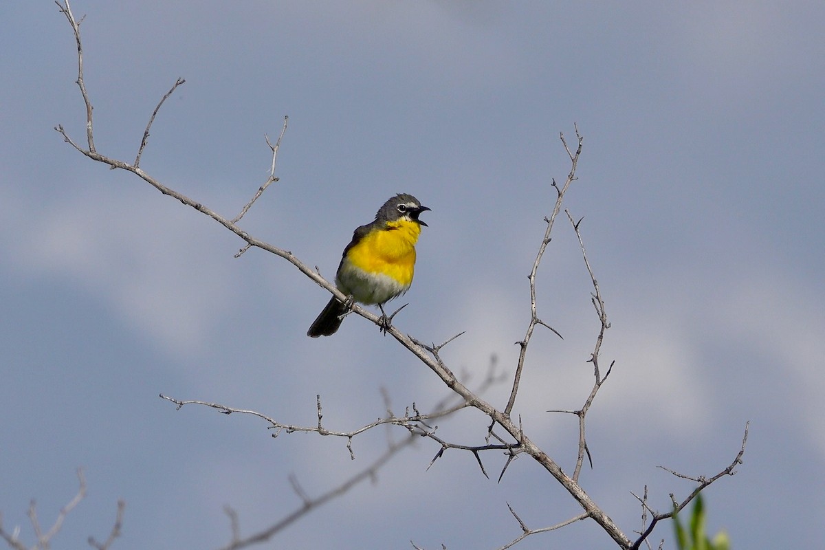 Yellow-breasted Chat - Stephen Peterson