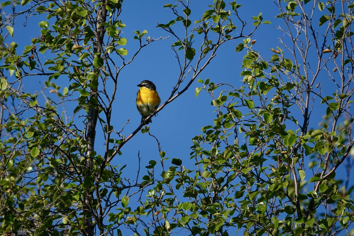 Yellow-breasted Chat - ML620825259