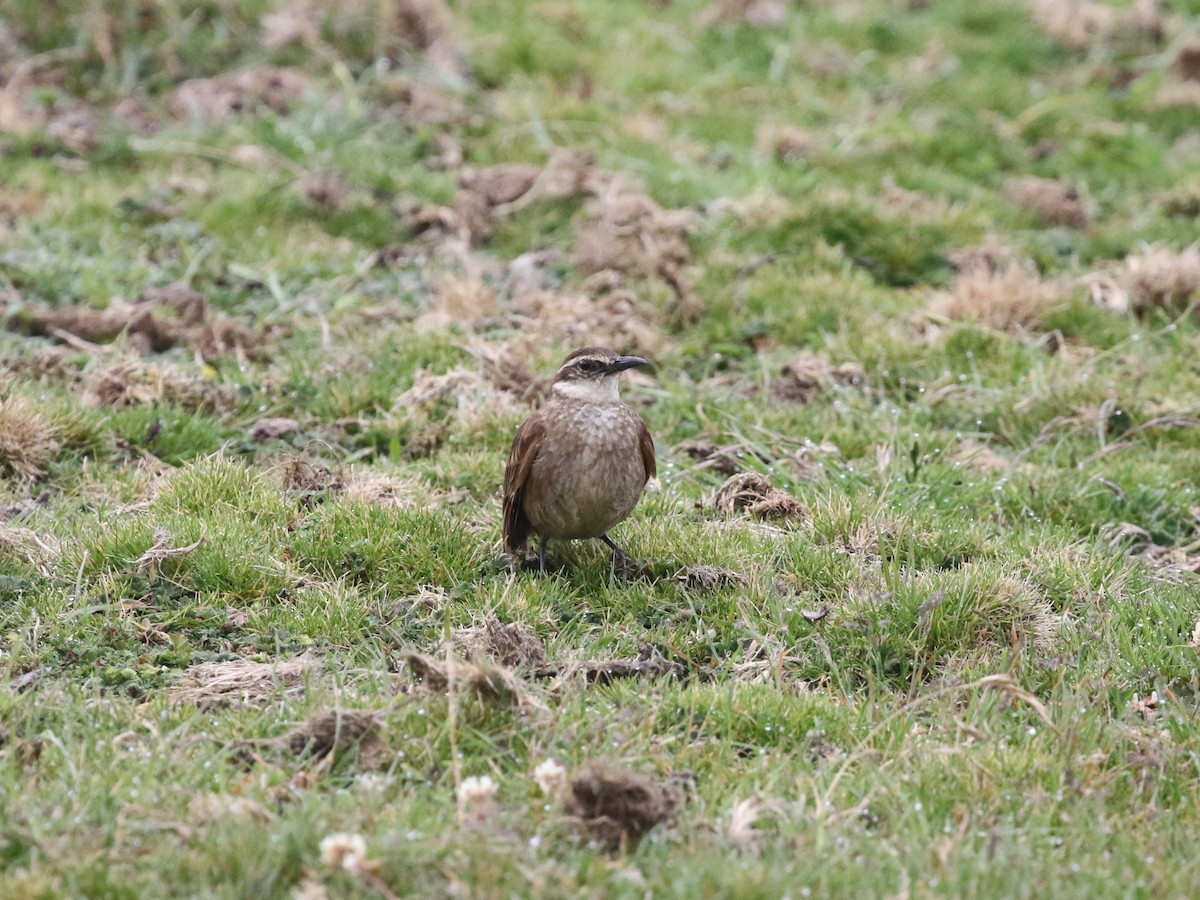 Chestnut-winged Cinclodes - ML620825264