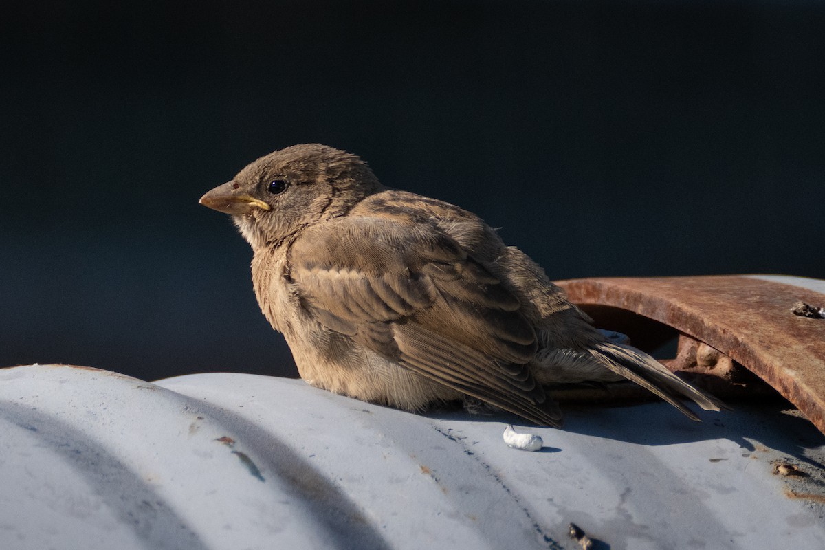 House Sparrow - ML620825266