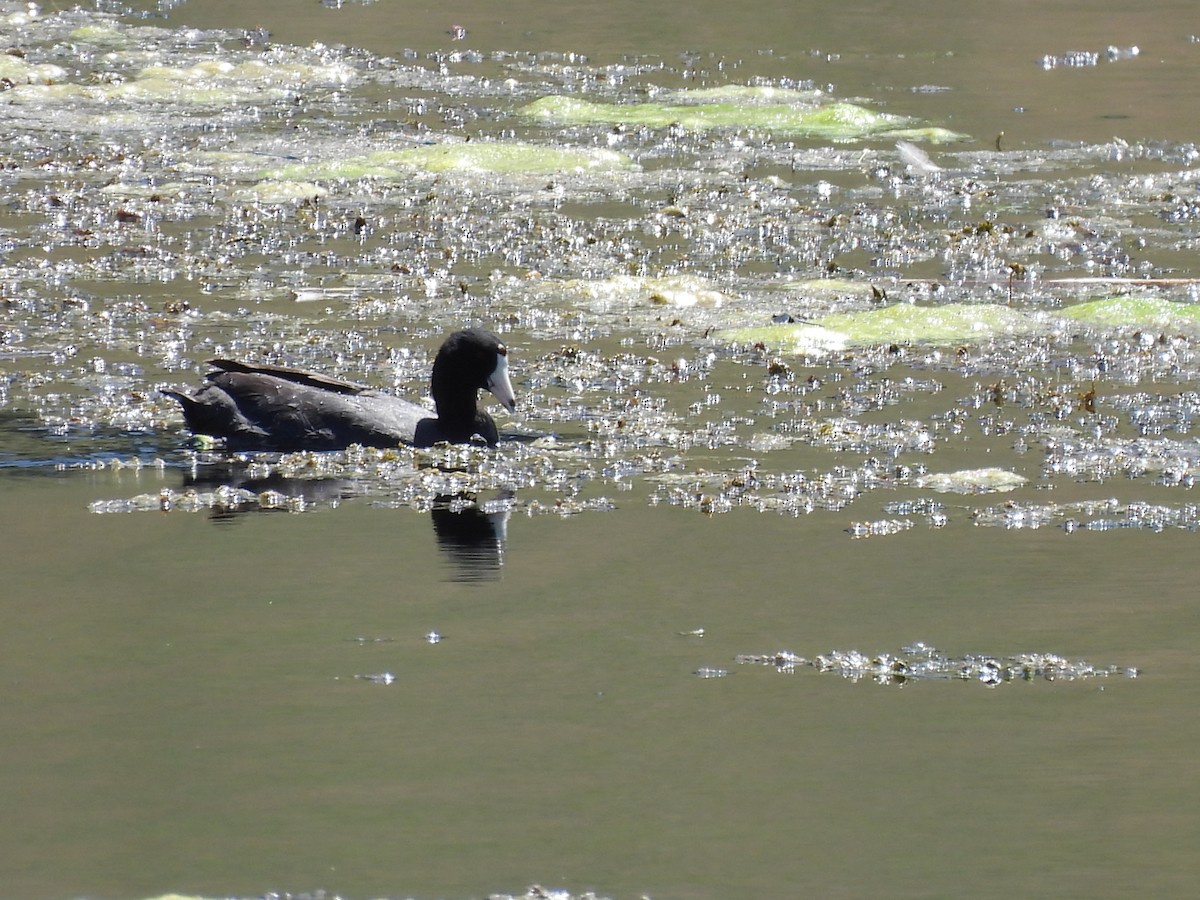 American Coot - ML620825273