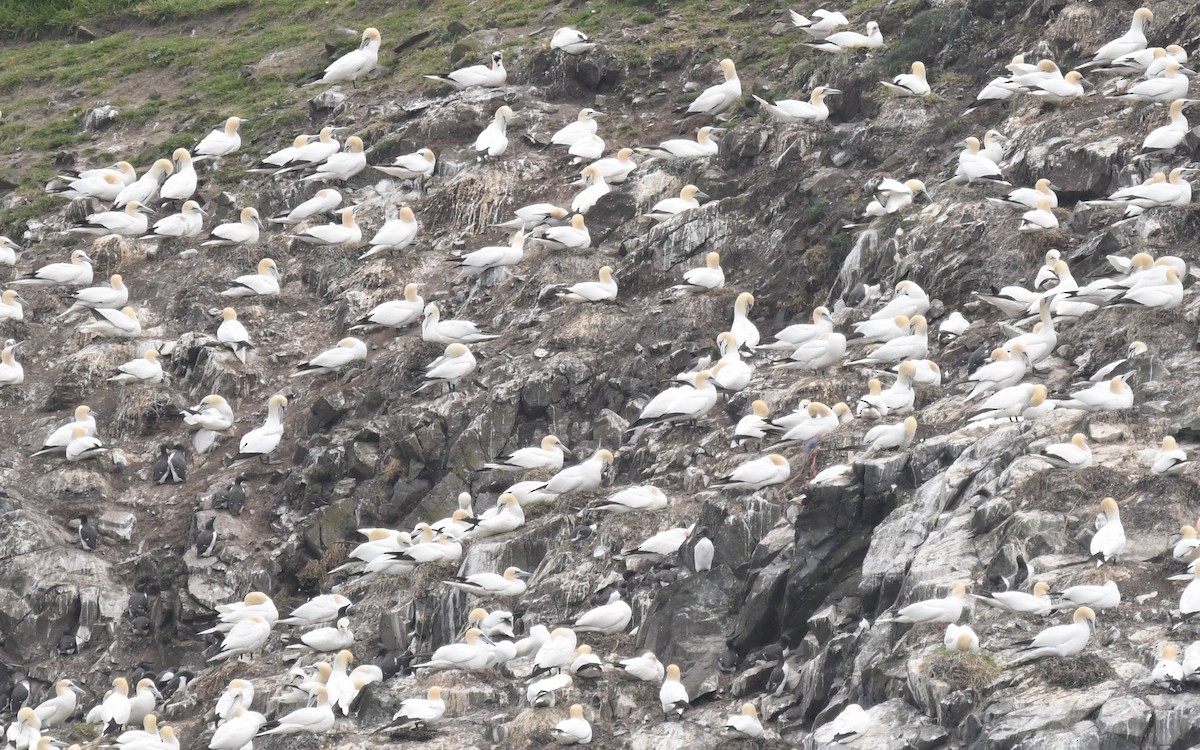 Northern Gannet - ML620825274