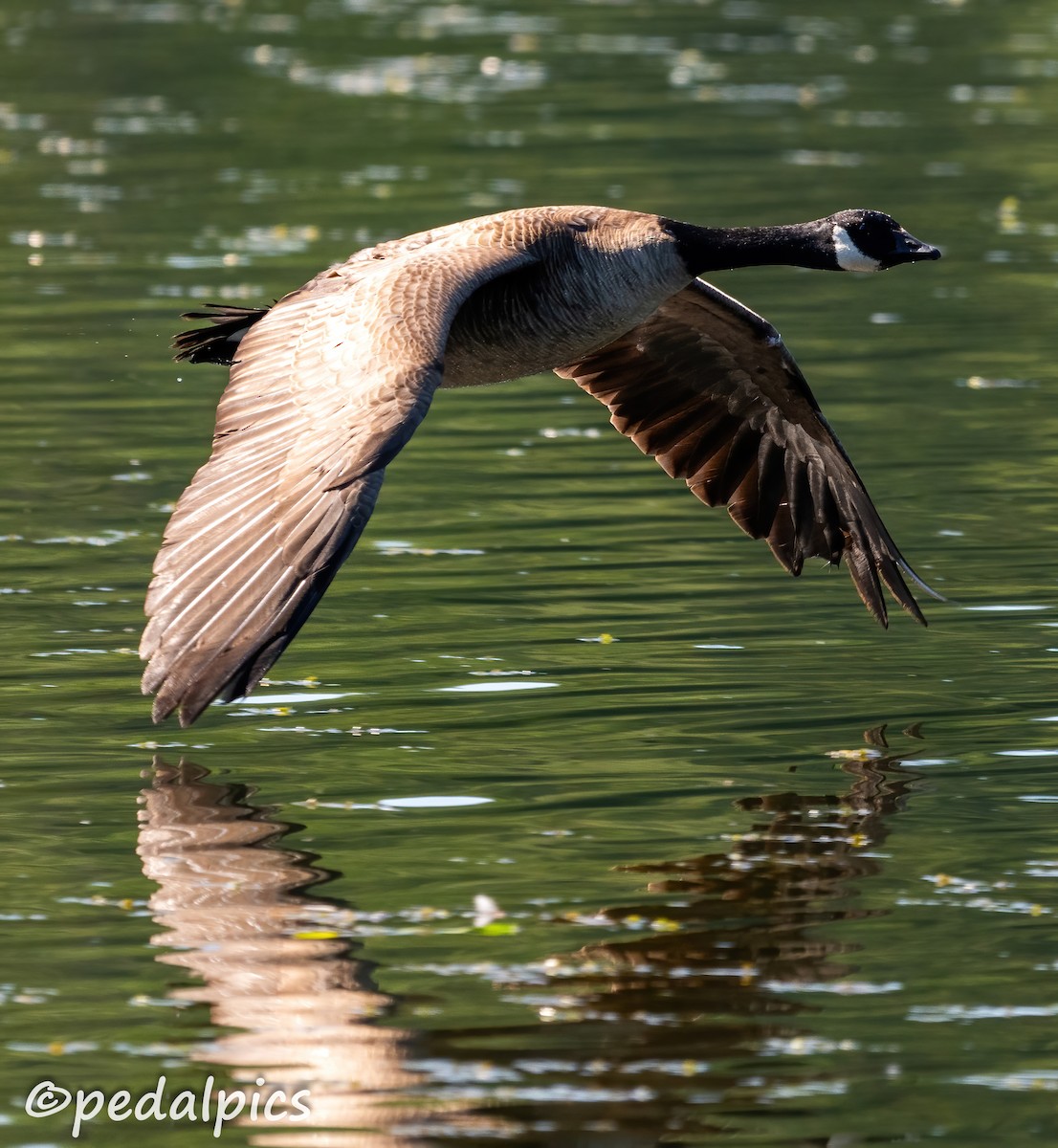 Canada Goose - ML620825275