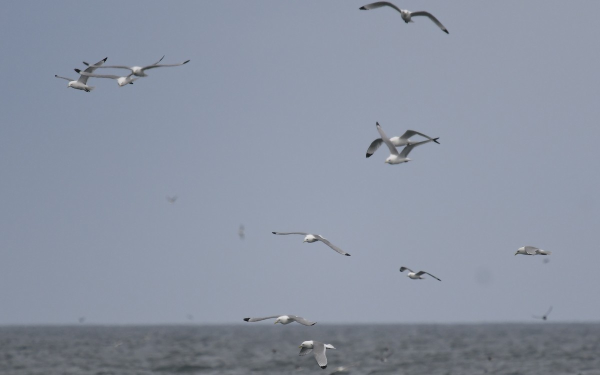 Black-legged Kittiwake - ML620825281