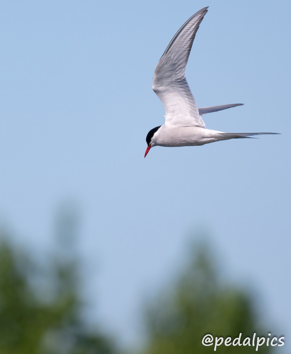 Arctic Tern - ML620825284