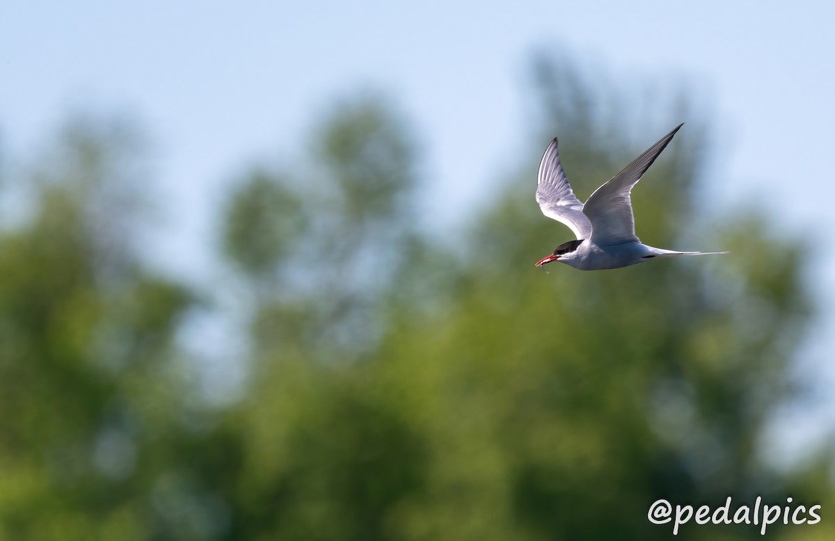 Arctic Tern - Vernie Aikins