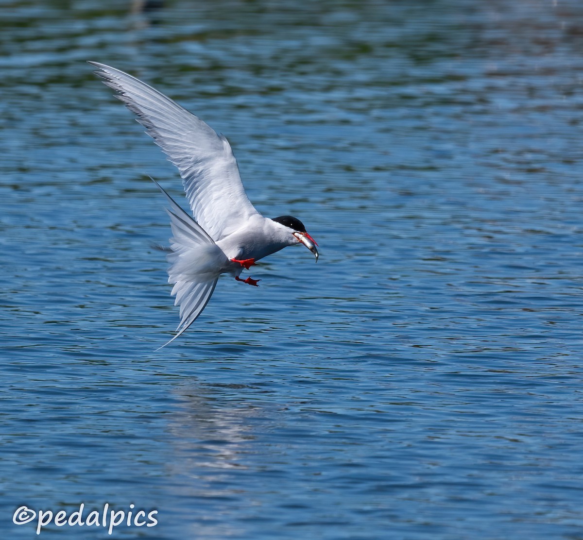 Arctic Tern - ML620825286