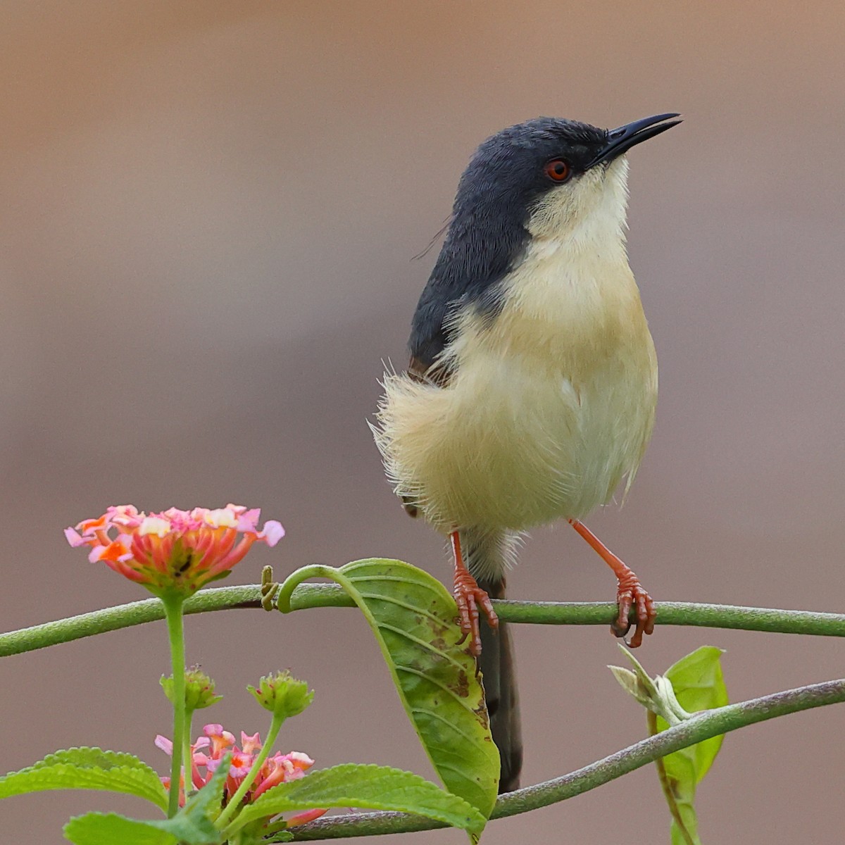 Ashy Prinia - Kakul Paul