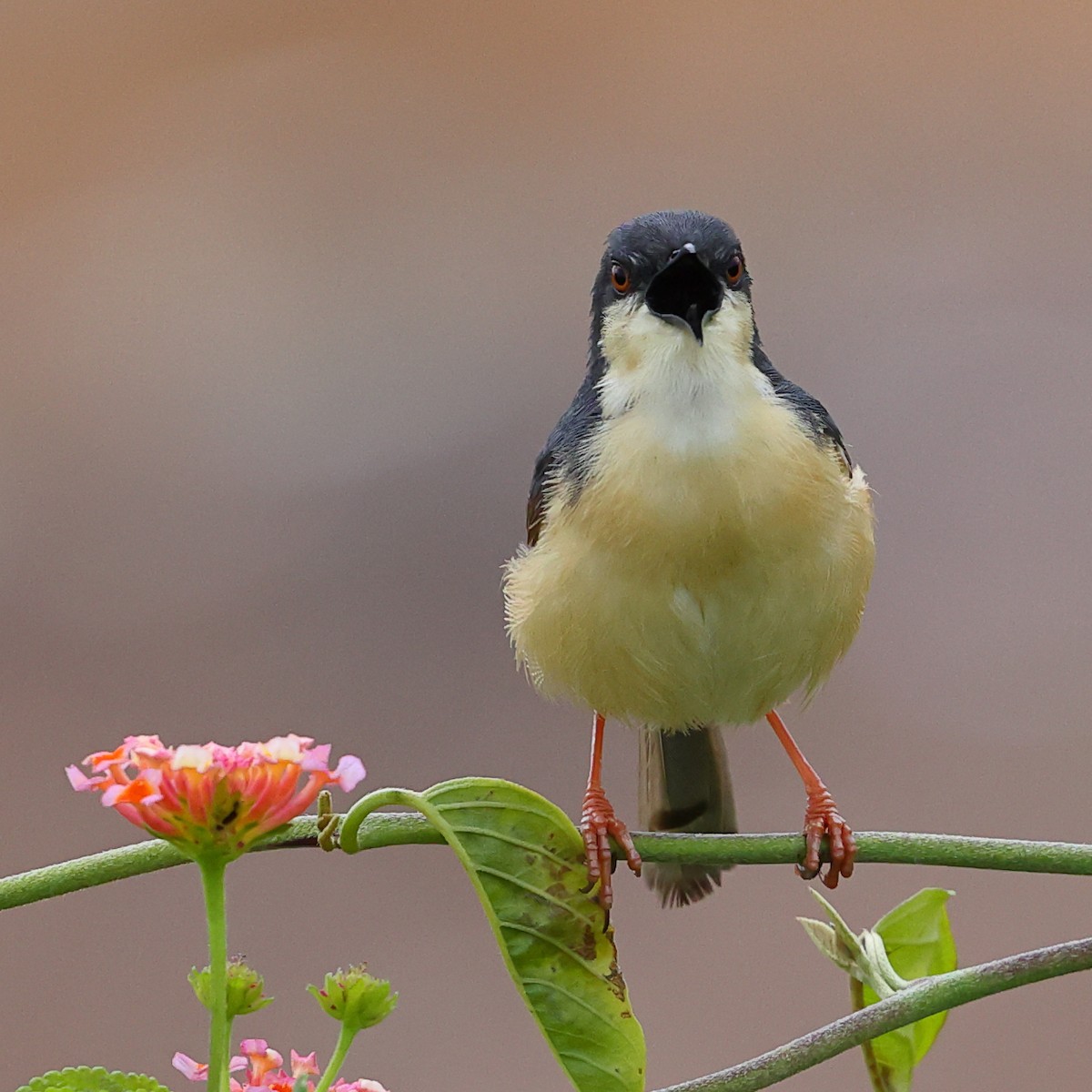 Ashy Prinia - ML620825291