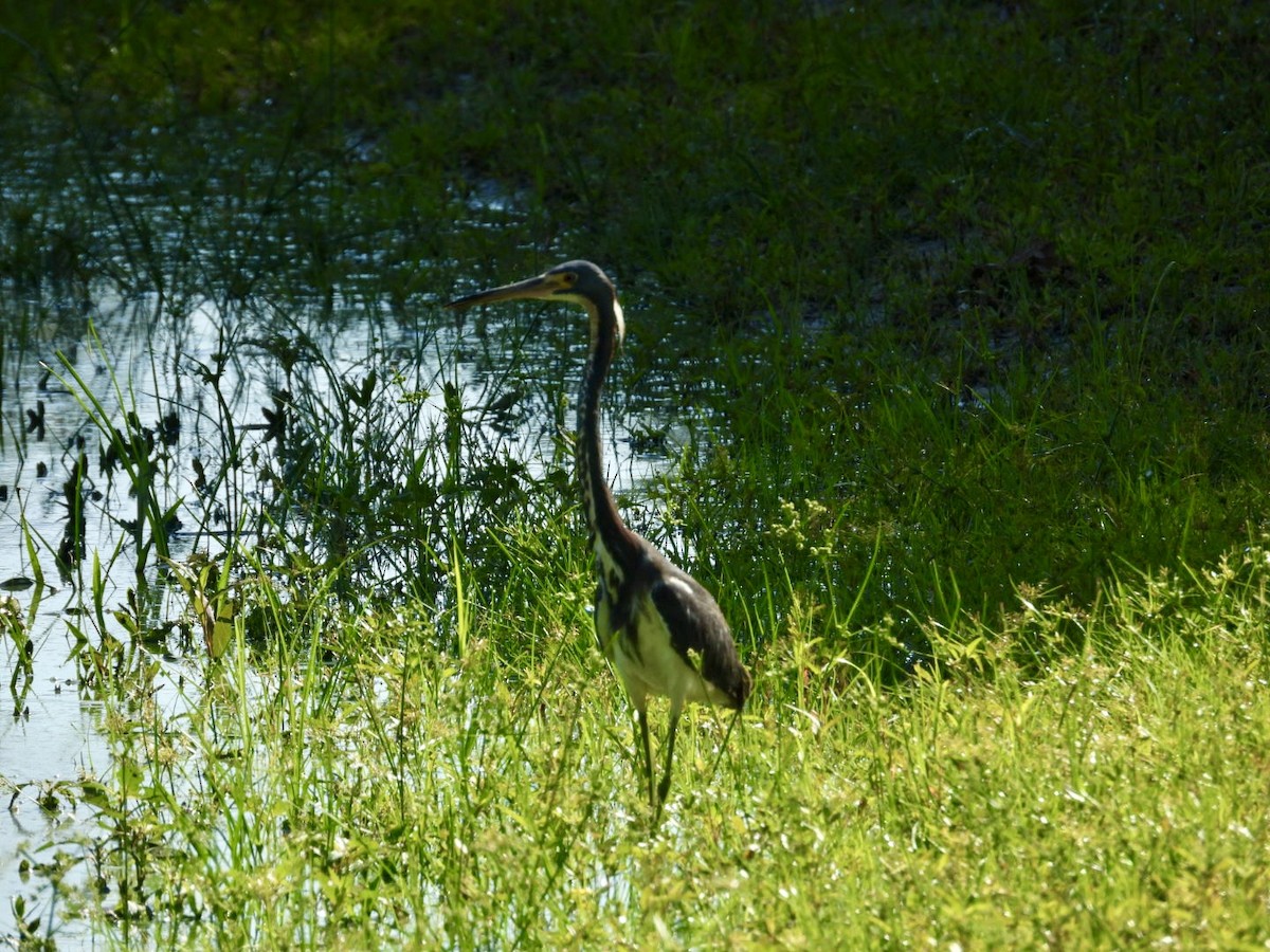 Tricolored Heron - ML620825295