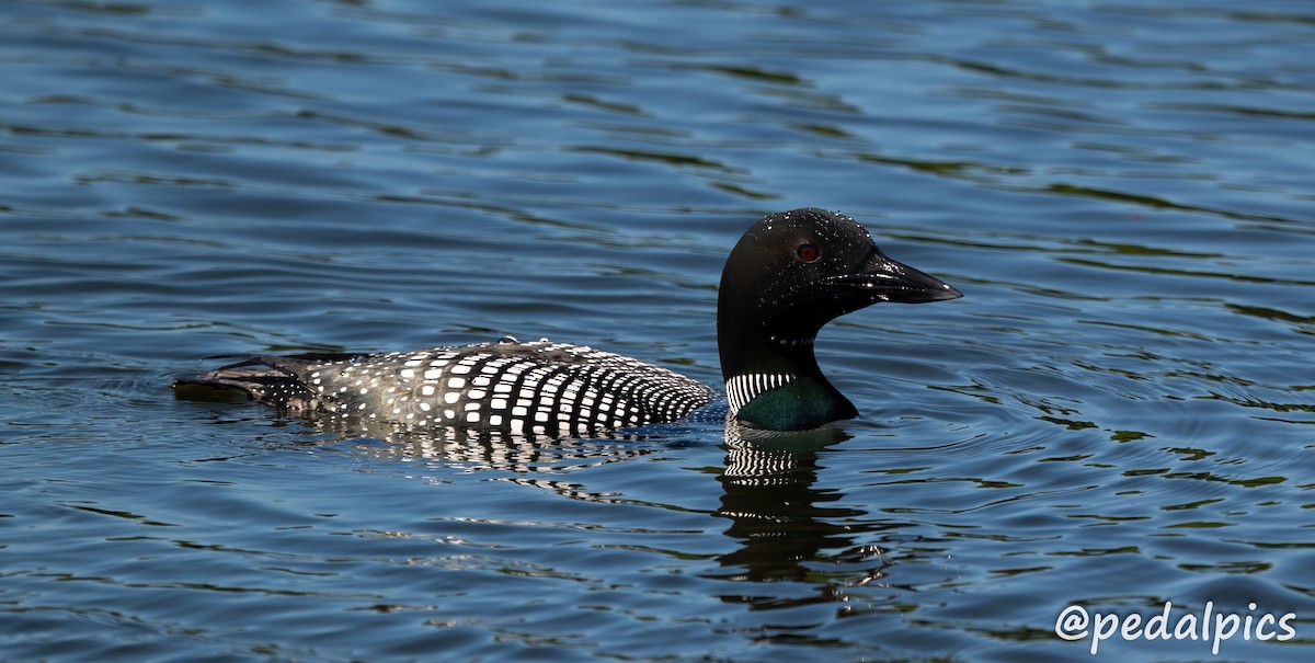 Common Loon - ML620825296