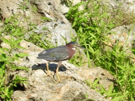 Green Heron - ML620825299