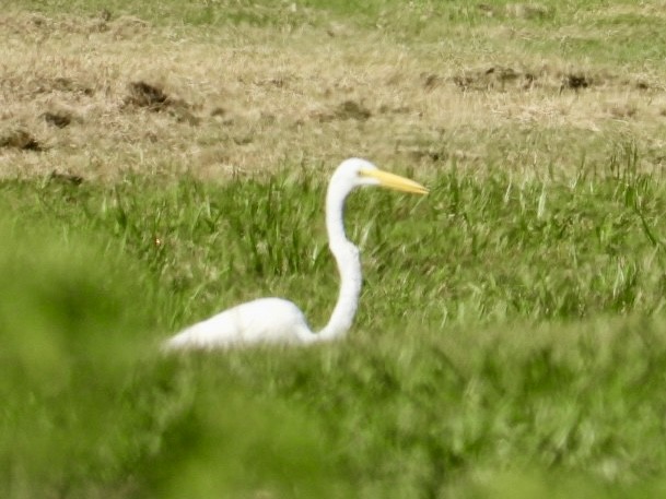 Great Egret - ML620825302