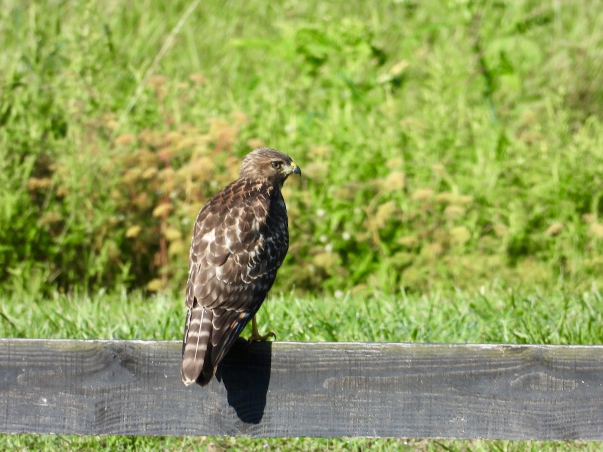 Red-shouldered Hawk - ML620825304