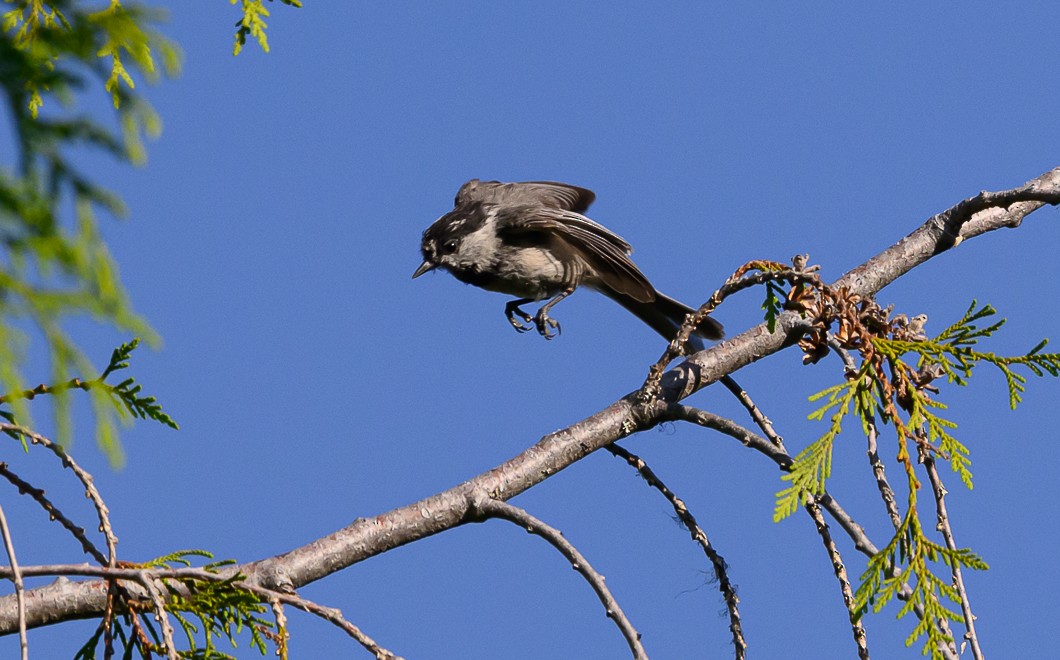 Mountain Chickadee - ML620825317