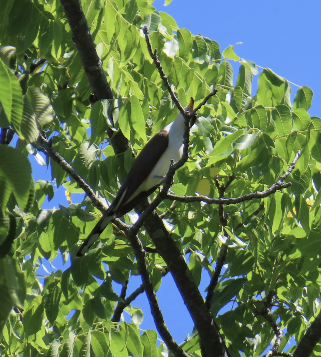 Yellow-billed/Black-billed Cuckoo - ML620825320