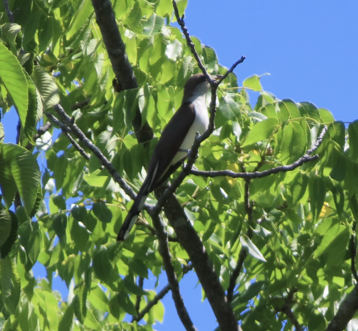 Yellow-billed/Black-billed Cuckoo - ML620825321