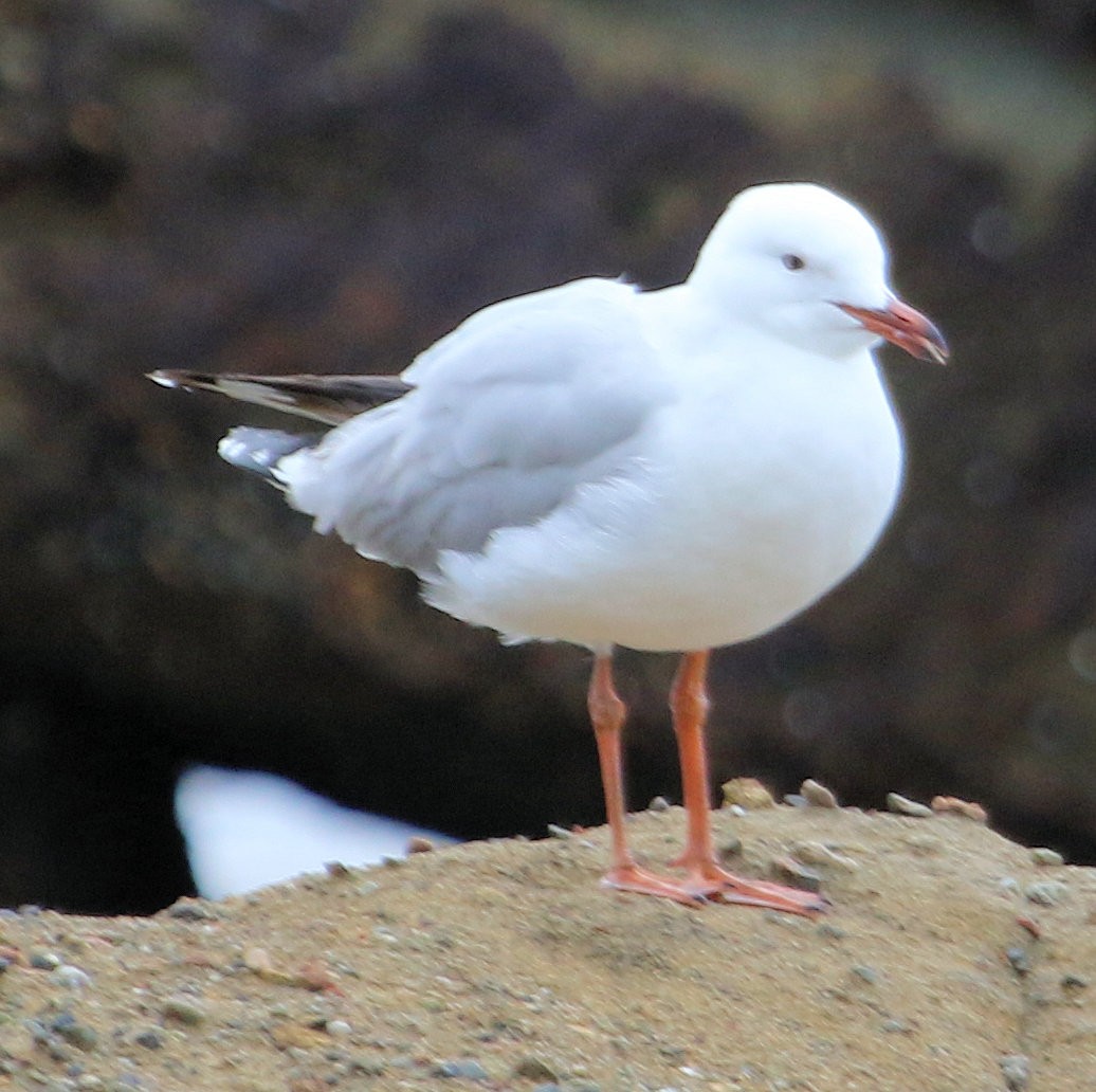 Silver Gull - ML620825333