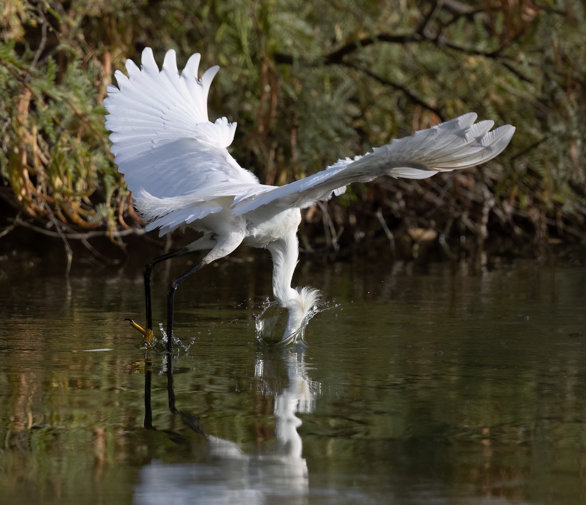 Aigrette neigeuse - ML620825334