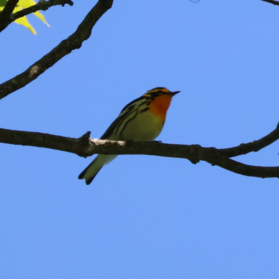 Blackburnian Warbler - ML620825339