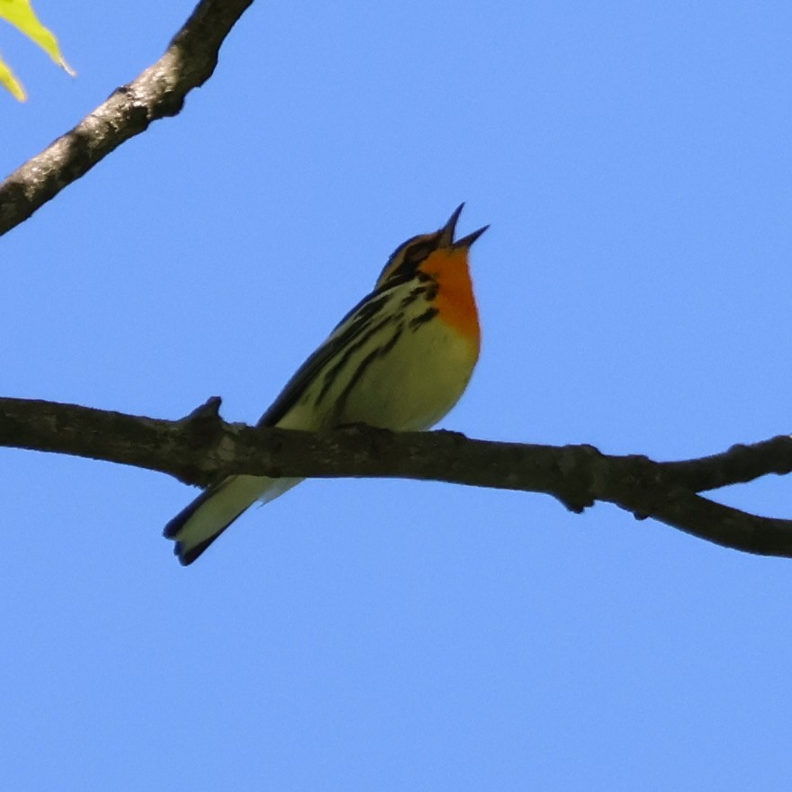 Blackburnian Warbler - ML620825340