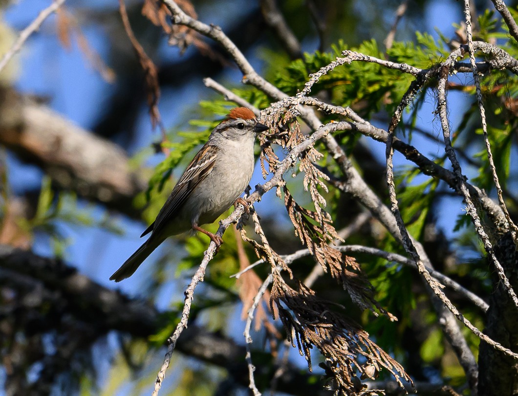 Chipping Sparrow - ML620825341