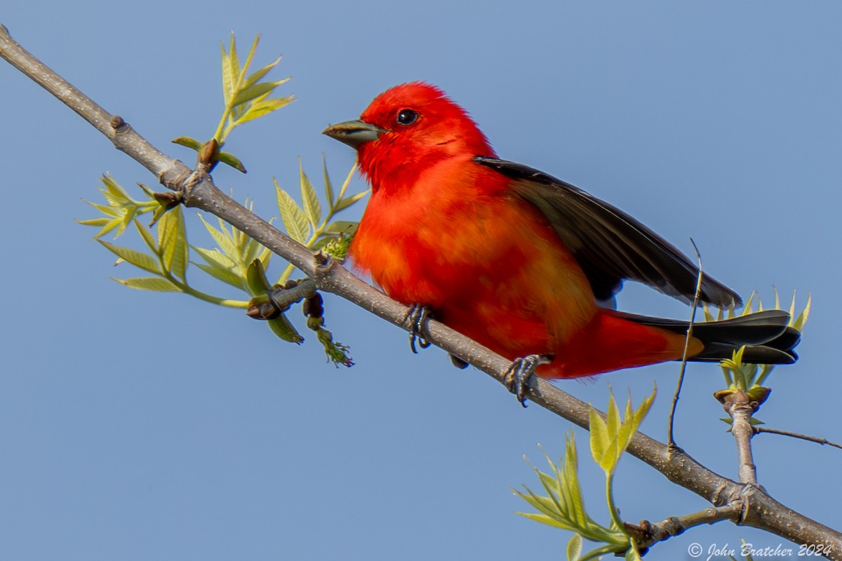 Scarlet Tanager - ML620825342