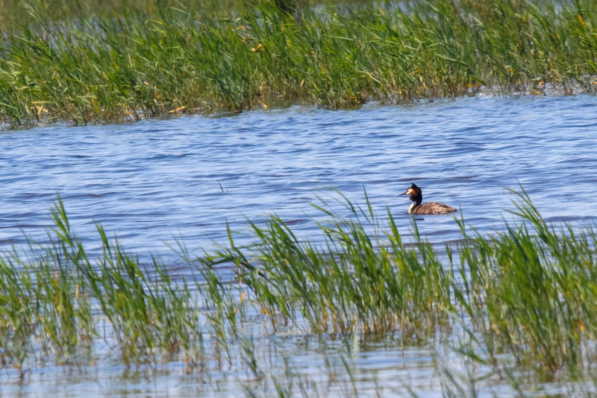 Great Crested Grebe - ML620825343