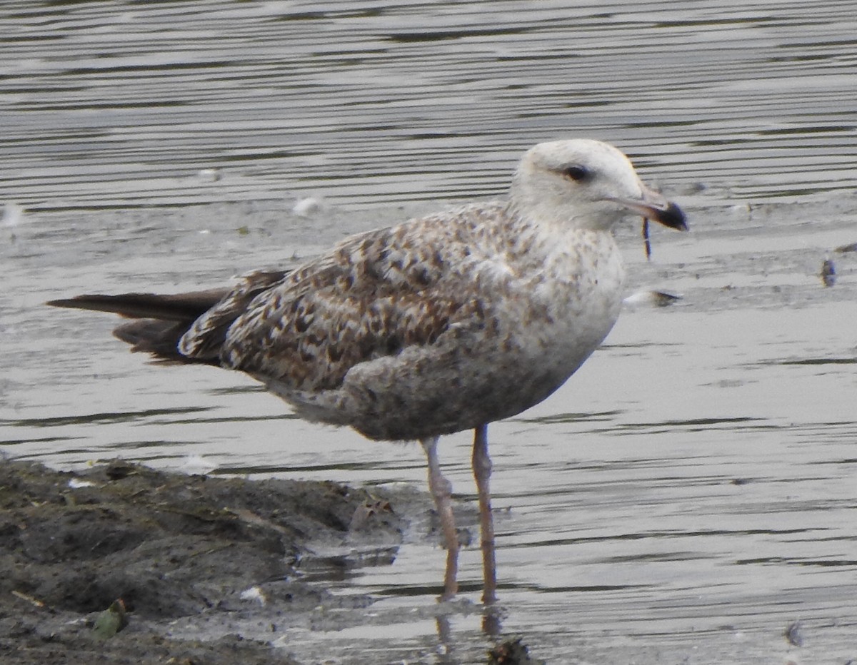 Yellow-legged Gull - ML620825344