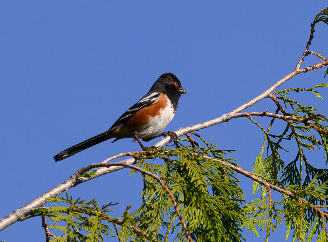 Spotted Towhee - ML620825346