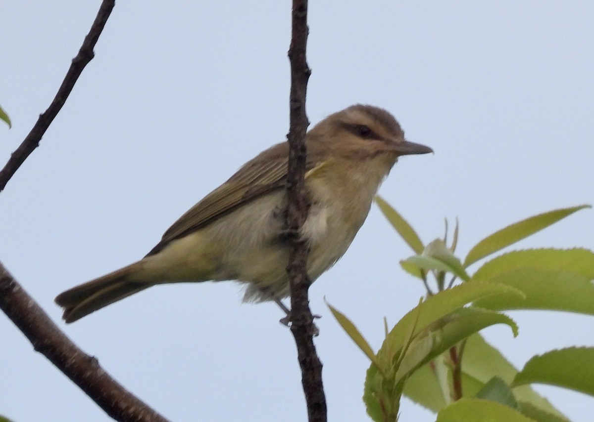 Bıyıklı Vireo - ML620825349