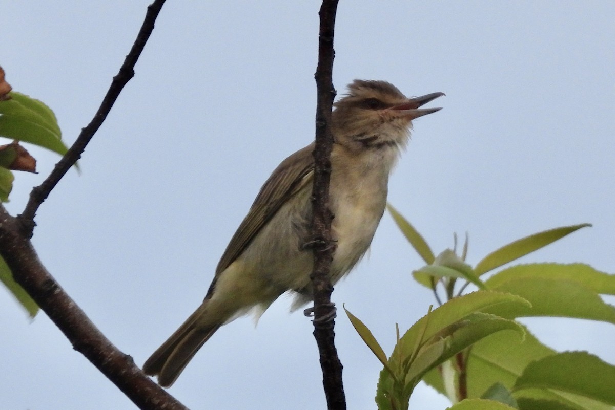 Black-whiskered Vireo - ML620825350