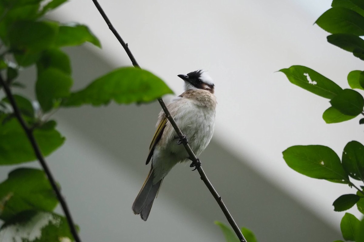 Light-vented Bulbul - ML620825351