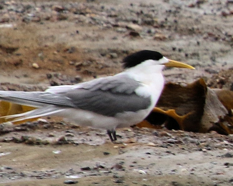 Great Crested Tern - Kernan Bell