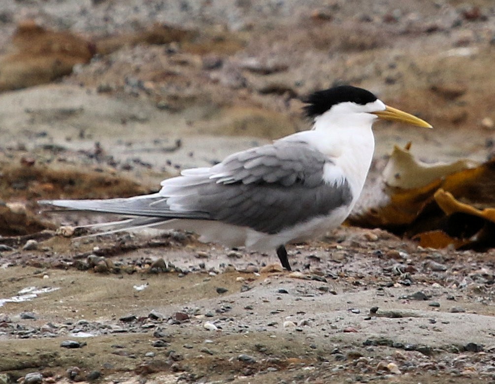 Great Crested Tern - ML620825353