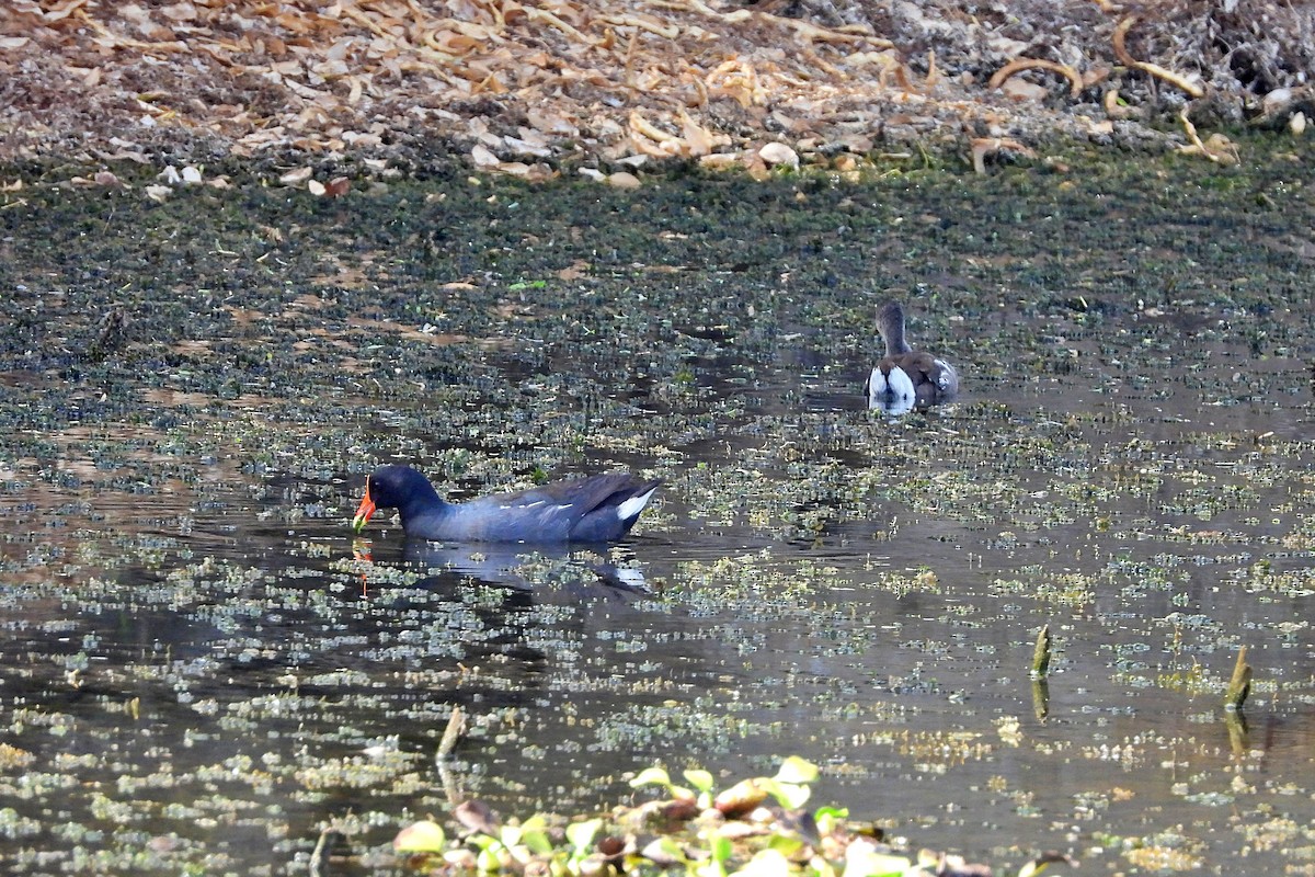 Common Gallinule - ML620825355