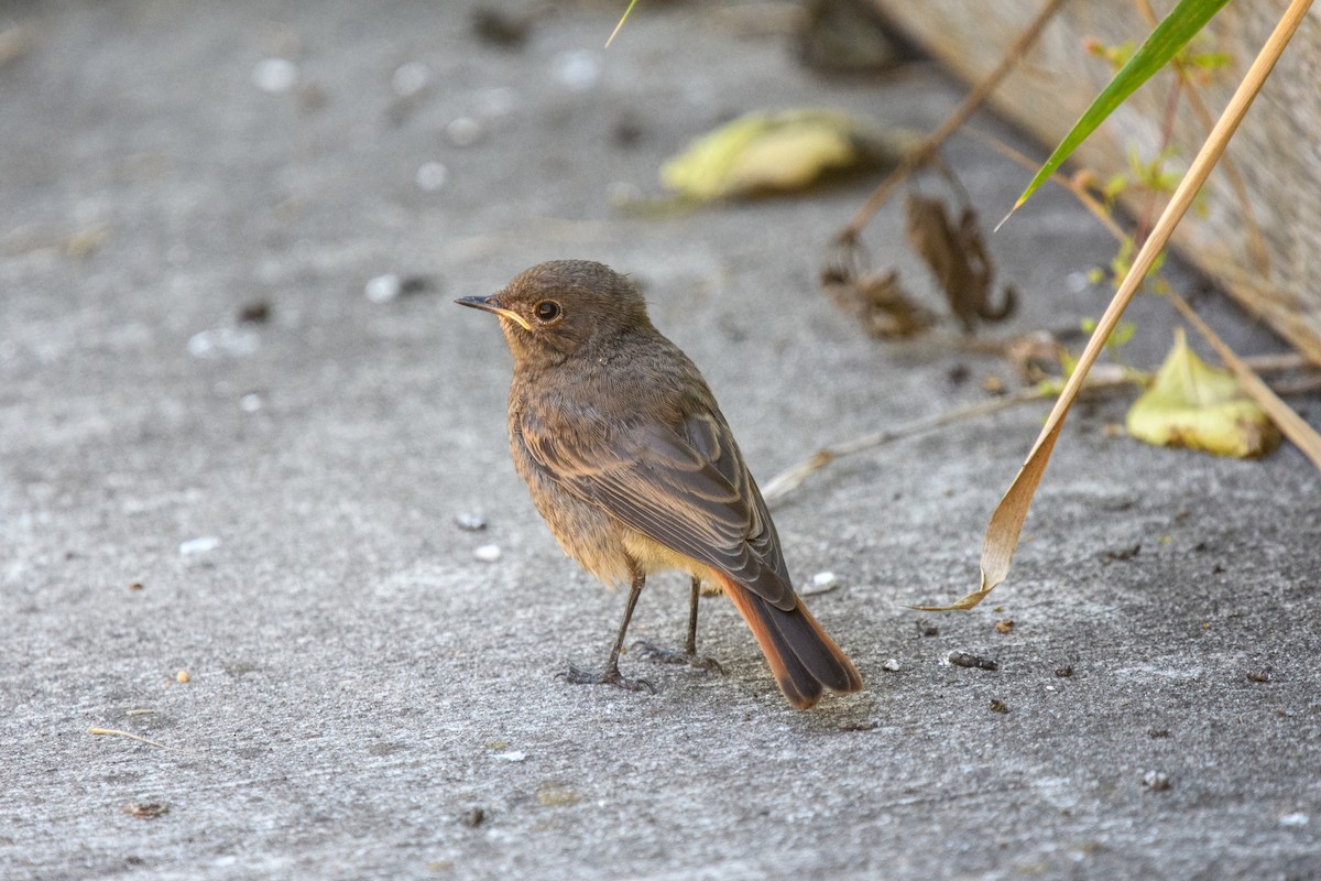 Black Redstart - ML620825356