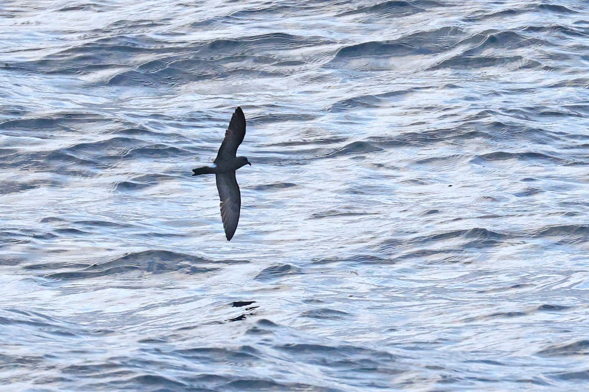 Band-rumped Storm-Petrel (Darwin's) - ML620825357