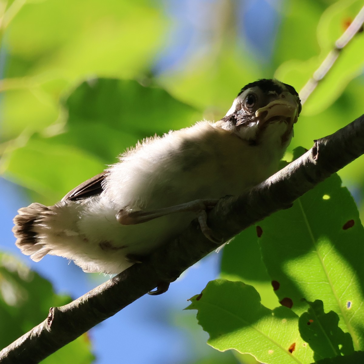 Rose-breasted Grosbeak - ML620825358