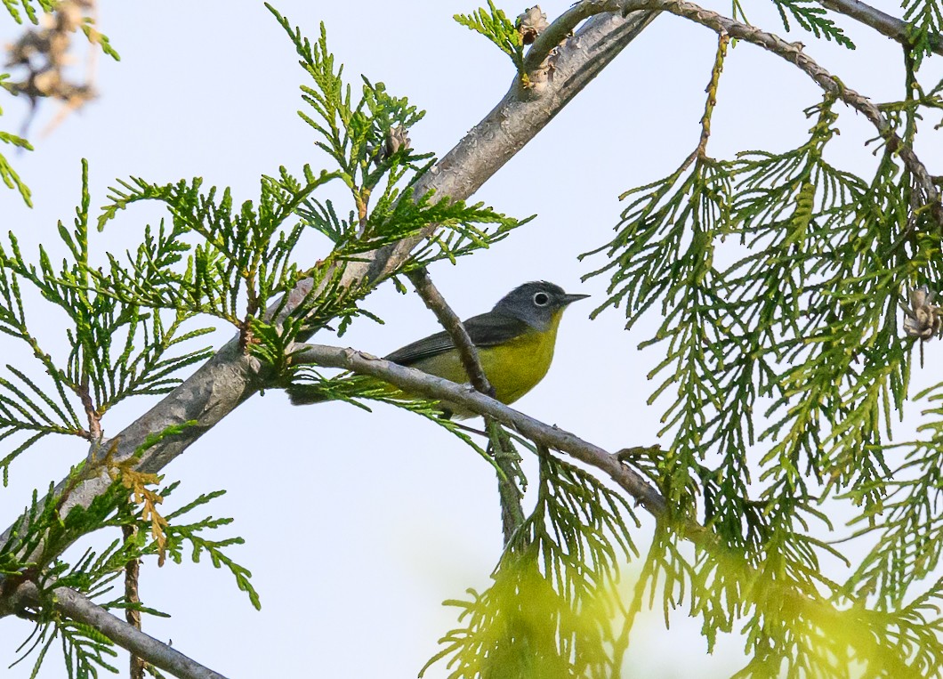 Nashville Warbler - ML620825364