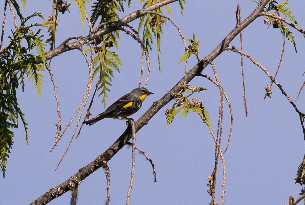 Yellow-rumped Warbler - ML620825370