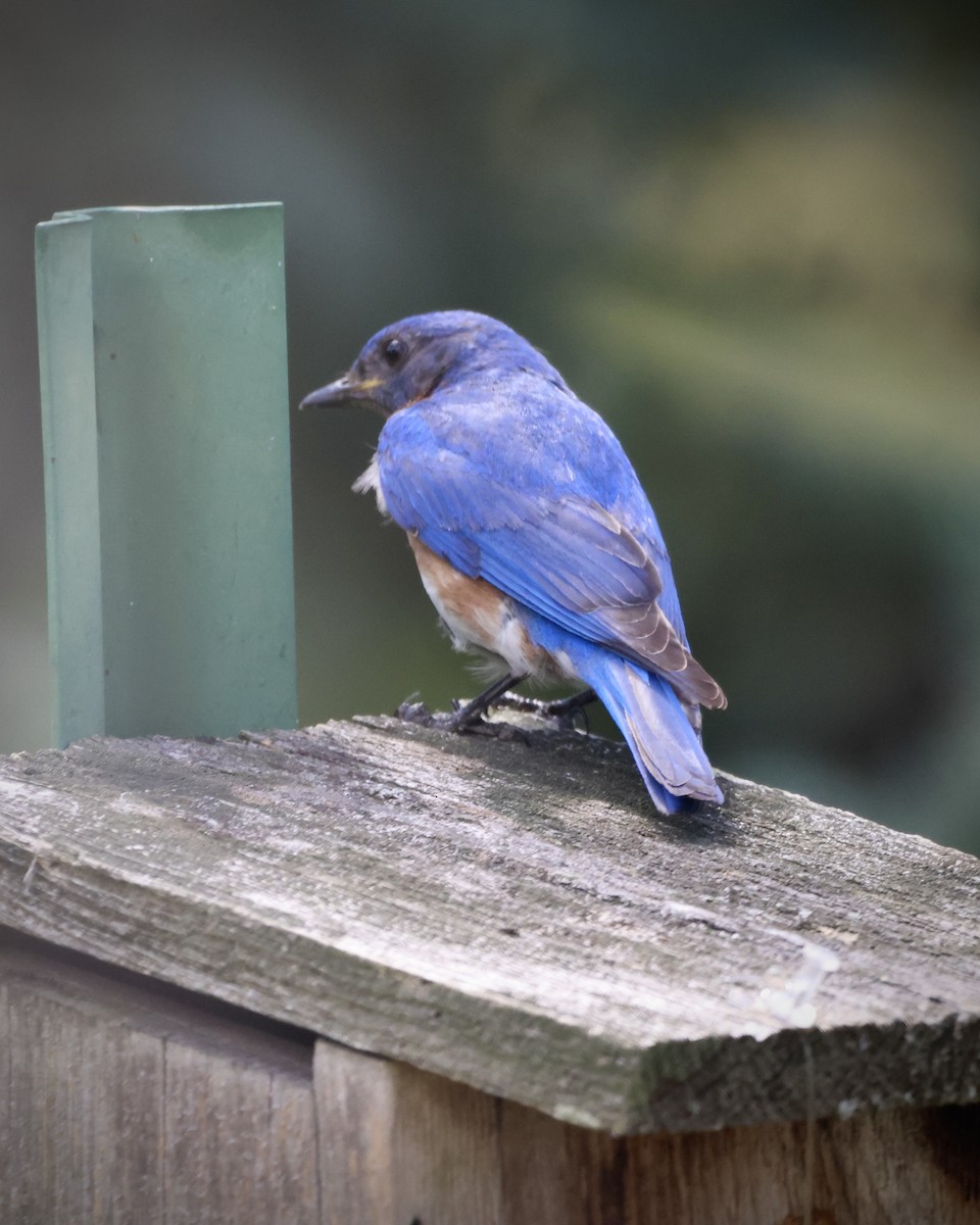 Eastern Bluebird - ML620825371