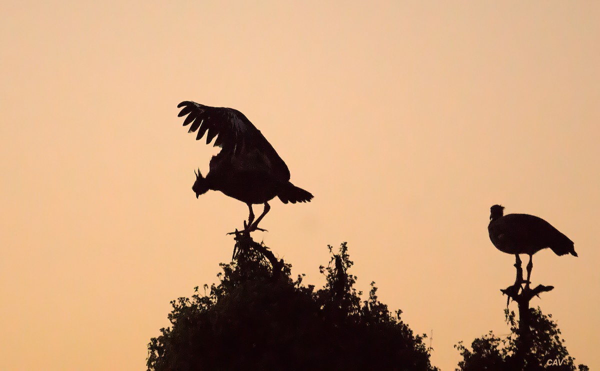 Southern Screamer - ML620825374