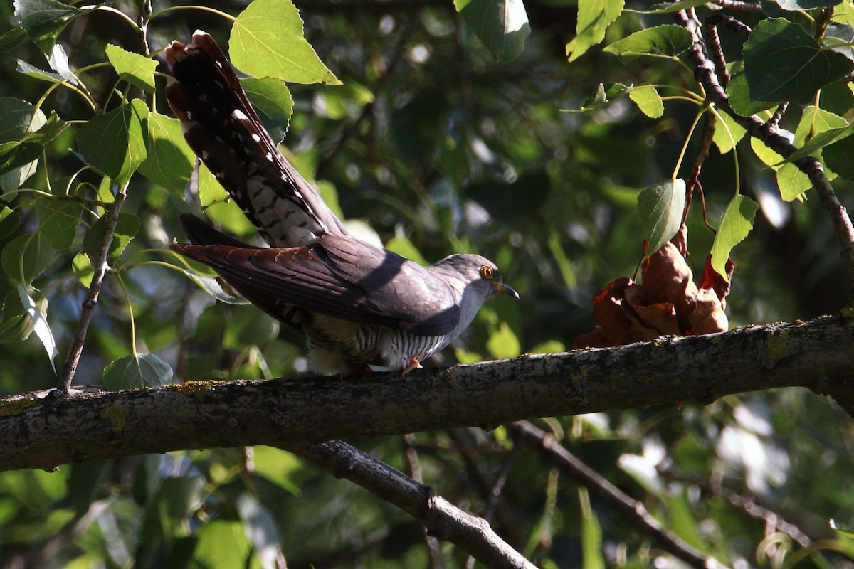 Common Cuckoo - ML620825376