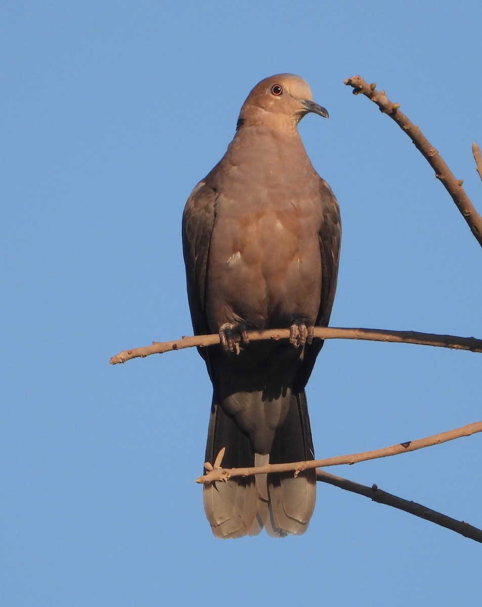 Red-eyed Dove - ML620825377