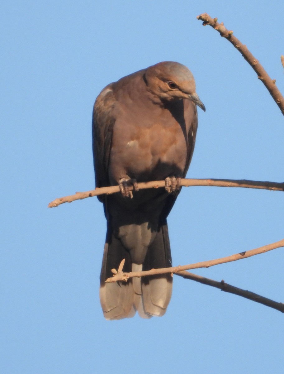 Red-eyed Dove - ML620825378