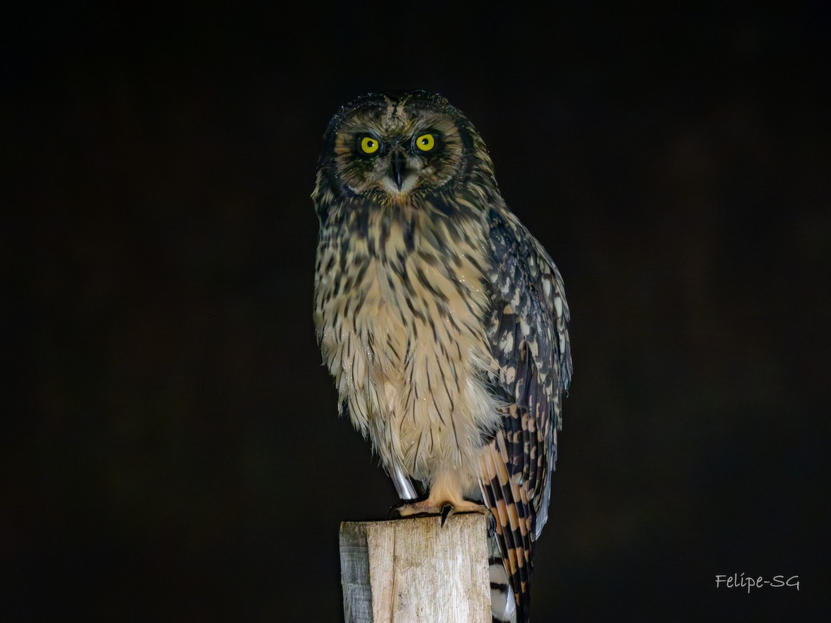 Short-eared Owl - ML620825383