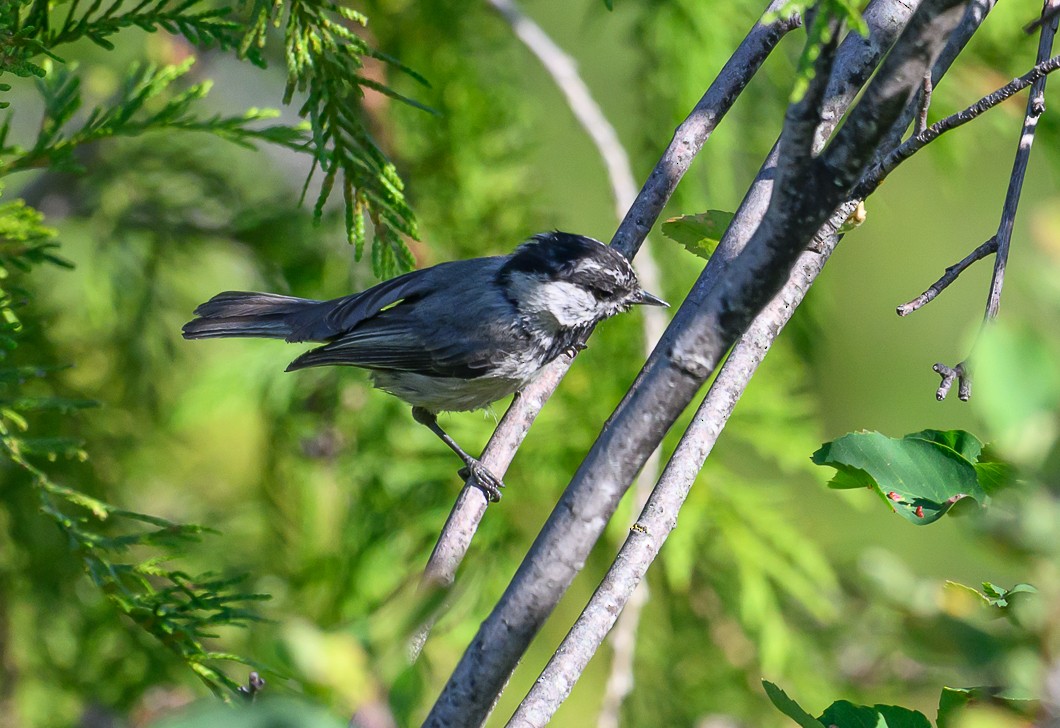 Mountain Chickadee - ML620825386